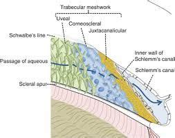 Trabecular Meshwork Anatomy - Map Of Body