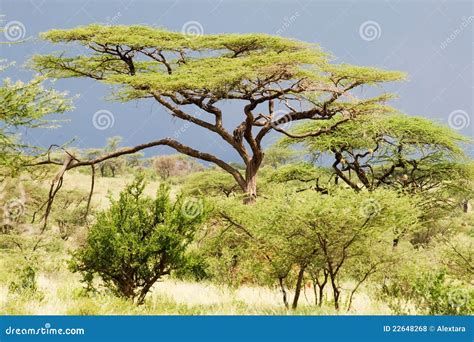 Acacia (Acacia tortilis) stock photo. Image of horizon - 22648268