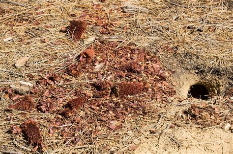 Californian Ground Squirrel burrow - Stock Image - C024/5625 - Science Photo Library