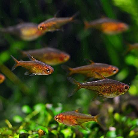 Ember tetra Care Guide: Diet, Tank Mates, Diseases, Breeding & More