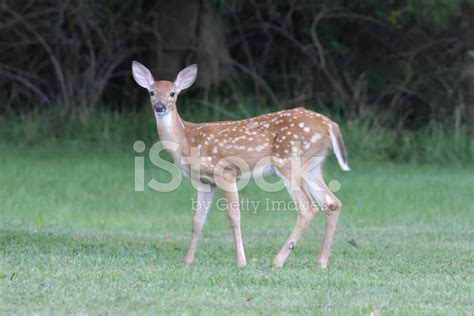 White Tailed Deer Fawn Stock Photos - FreeImages.com