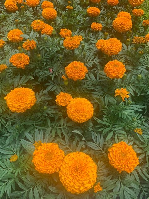 1 Tagetes African Marigold Aztec Marigold Mexican Marigold - Etsy