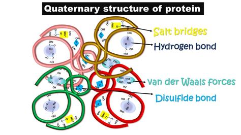 Four levels of protein structure and examples - Biology Brain