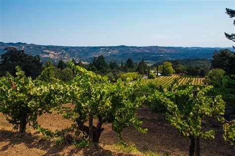 Stony Hill Vineyard (1948 Block) - Historic Vineyard Society