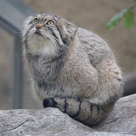 The Pallas Cat (Otocolobus Manul)