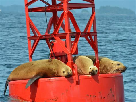 Photos | Sitka Wildlife Tours