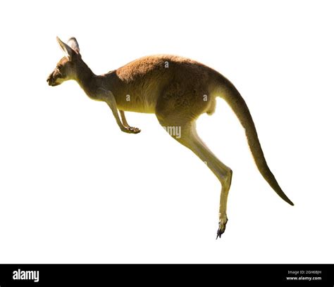 Beautiful kangaroo running and jumping WHITE BACKGROUND,COPY SPACE ...