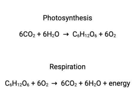 Analyzing How Matter & Energy Flow between Photosynthesis & Cellular Respiration Practice ...