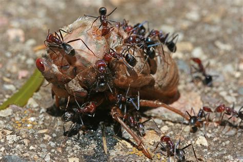 File:Ants eating cicada, jjron 22.11.2009.jpg - Wikipedia