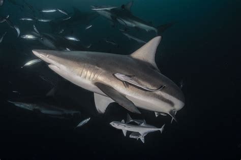 How Our Shark Finning Ban Helps Us Sustainably Manage Shark Fisheries ...