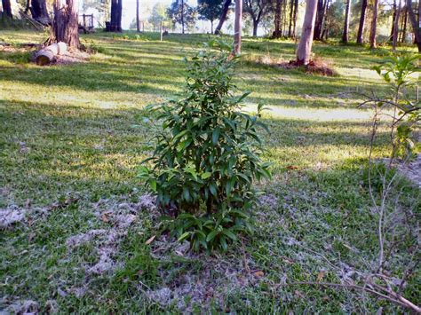 Backhousia citriodora – Lemon Myrtle | Gardening With Angus