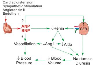 Atrial natriuretic peptide (ANP) pg 330 Flashcards | Quizlet