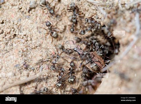 Nest of the black-colored ants (Formica fusca Stock Photo - Alamy