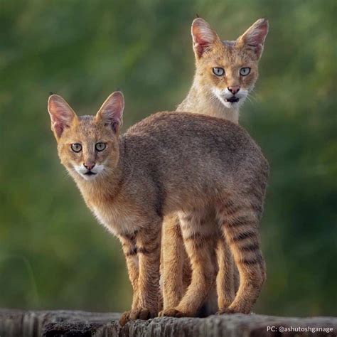 Jungle Cat in India: Get to Know this Solitary Cat - IndianWildography