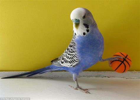 budgie-playing – OLD NZBS Website