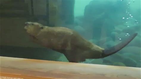 Beaver Swimming Underwater - YouTube