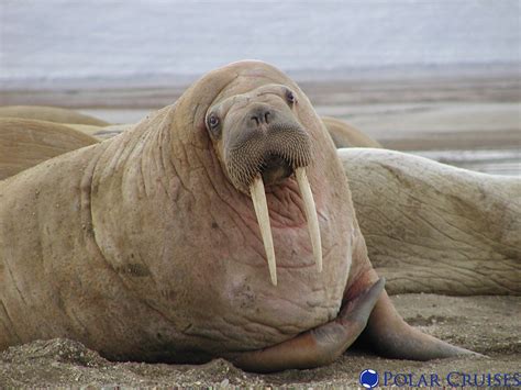 Walrus | Walrus on land | Polar Cruises | Flickr