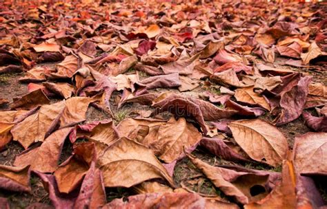 Pile Of Dry Autumn Leaf On Floor In Garden Stock Photo - Image of garden, environment: 129797614