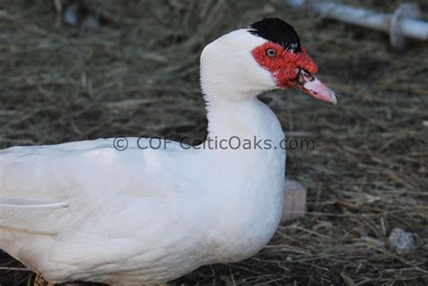 French White Muscovy ducks