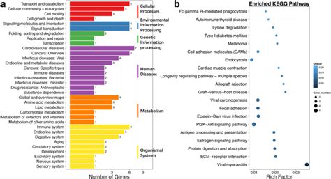 Representative maps in KEGG analysis of the corresponding genes with... | Download Scientific ...