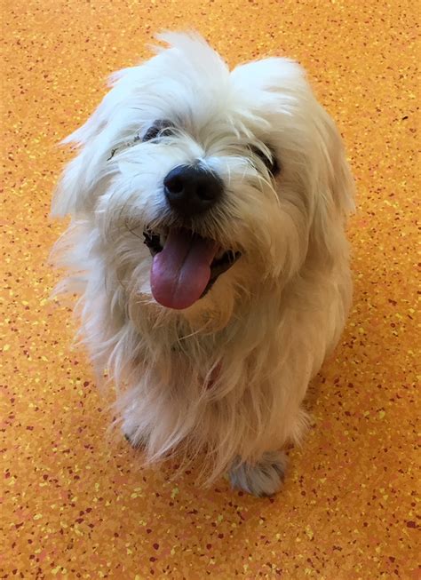 Patty - Small Male Maltese Terrier Mix Dog in QLD - PetRescue