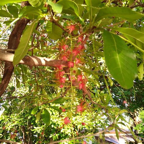 Barringtonia Acutangula - Ornamental Trees Thailand