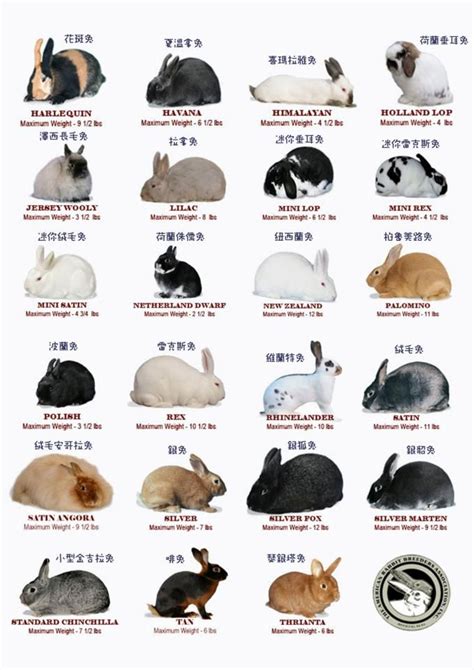 rabbit breed chart | Animals | Pinterest | Charts, Rabbit breeds and Rabbit