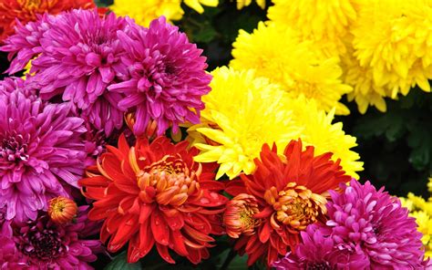 Chrysanthemum decorative flowers best colors red yellow pink color ...