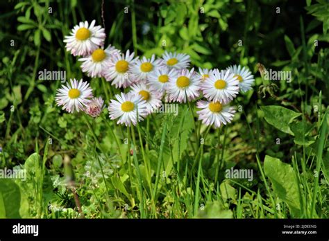 The beautiful nature of Latvia Stock Photo - Alamy