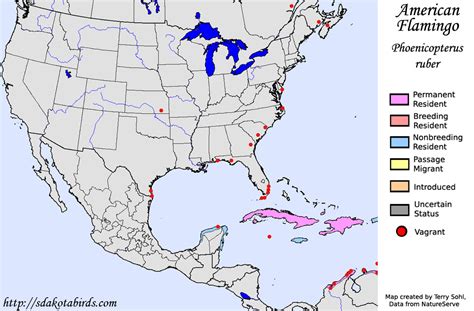 American Flamingo - Species Range Map