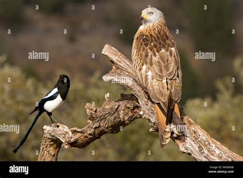 Milvus milvus Stock Photo - Alamy