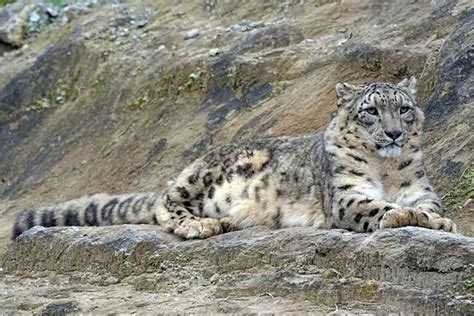 Snow Leopard Ladakh | Ladakh Birding Tour