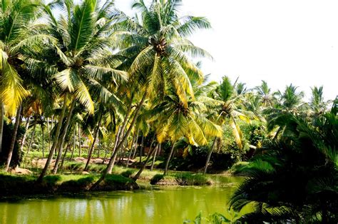 Kerala, Land of Coconut trees. | Kerala, (nicknamed Gods own… | Flickr