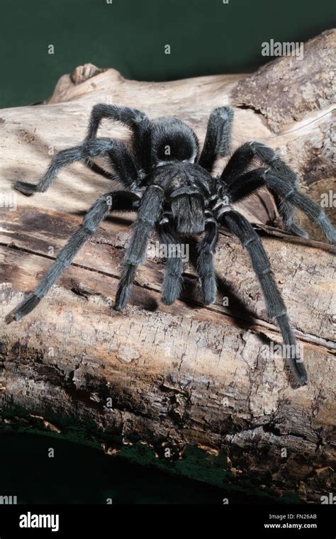 Brazilian Black Tarantula Spider (Grammostola pulchra Stock Photo - Alamy