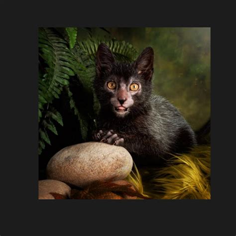 The Magical Lykoi Cat is No Spook | Pet Radio Magazine