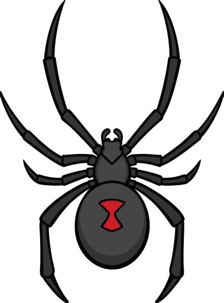 Royalty Free Black Widow Spider Clip Art, Vector Images & Illustrations - iStock