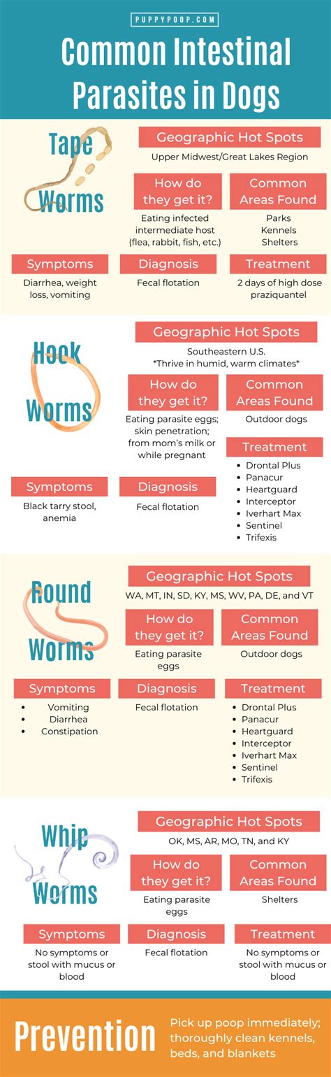 Finding Worms in Dog Poop? Check Out Our Guide to Dog Parasites