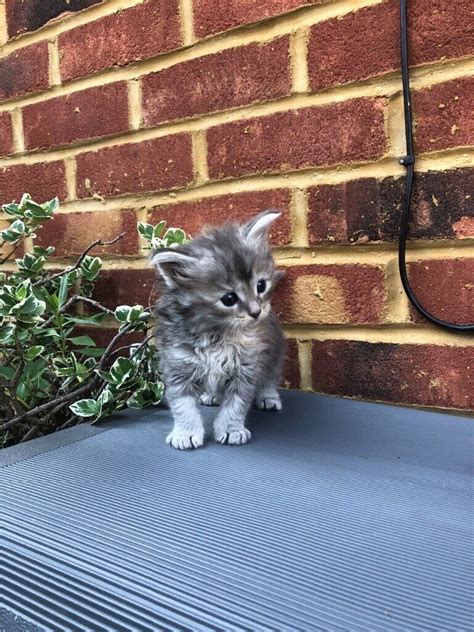 Maine Coon / Ragdoll Kittens | in Fordingbridge, Hampshire | Gumtree