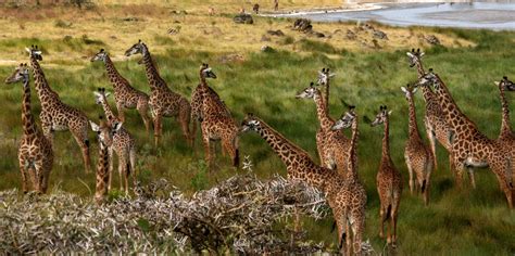 Luxury Travel in Tanzania: Wildlife Safari - Welgrow Travels Blog