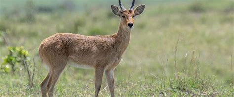 Reedbuck — Destination Uganda Travelers