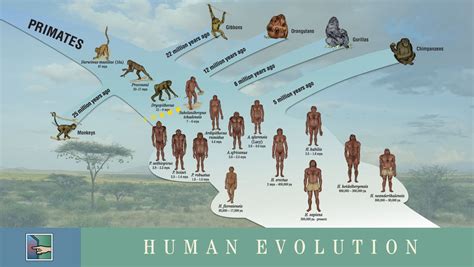 ken hokes human evolution timeline | Storia dell'uomo, Evoluzione umana, Storia