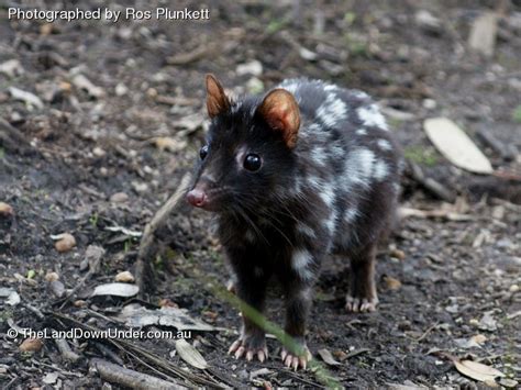 Eastern Quoll - Fuzzy Today