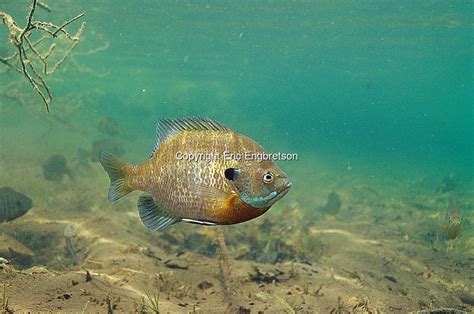 Bluegill Wallpaper - WallpaperSafari