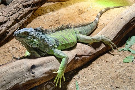 Iguana Verde - Fotos, Cuidados, Alimentación y ¿Podemos tener una Iguana como Mascota ...