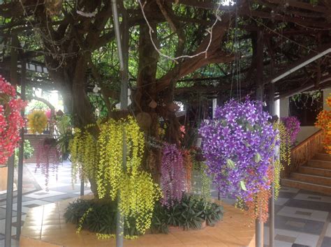 Orchids of Thailand 🌺🌸 | Orchids, Vacation time, Plants