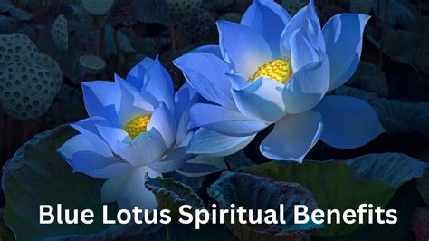 Blue Lotus Spiritual Benefits, Uses and Meaning in English