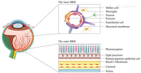 Blood-retinal barrier as a converging pivot in understanding the initiation and development of ...