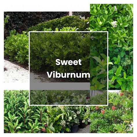 How to Grow Sweet Viburnum - Plant Care & Tips | NorwichGardener