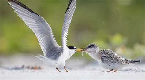 Least Tern | Audubon Field Guide