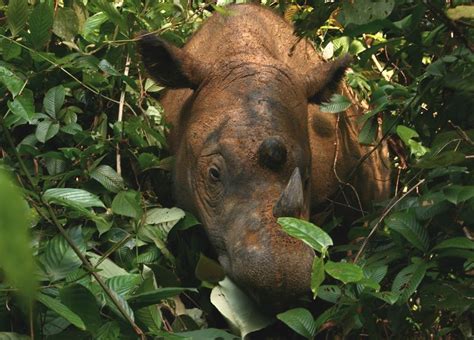 Sumatran rhino horn, pangolin parts seized in Aceh wildlife trafficking ...